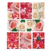 Rose ATC 487